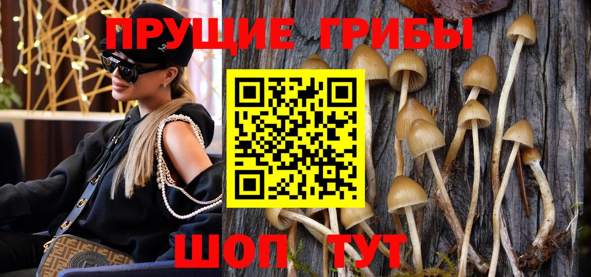 Псилоцибиновые грибы Psilocybine cubensis Батайск